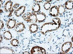 Invitrogen IGF2BP2 Monoclonal Antibody (OTI3F9) 100 &mu;L; Unconjugated:Antibodies,