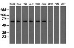 Invitrogen IGF2BP2 Monoclonal Antibody (OTI3F9) 100 &mu;L; Unconjugated:Antibodies,