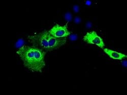 Invitrogen IGF2BP2 Monoclonal Antibody (OTI3C8) 100 &mu;L; Unconjugated:Antibodies,