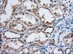 Invitrogen IGF2BP2 Monoclonal Antibody (OTI3C8) 100 &mu;L; Unconjugated:Antibodies,