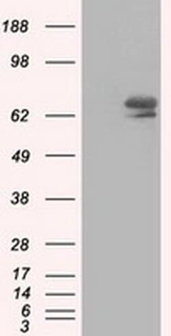 Invitrogen IGF2BP2 Monoclonal Antibody (OTI3C8) 100 &mu;L; Unconjugated:Antibodies,