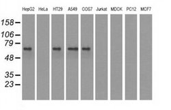 Invitrogen IGF2BP2 Monoclonal Antibody (OTI3C8) 100 &mu;L; Unconjugated:Antibodies,