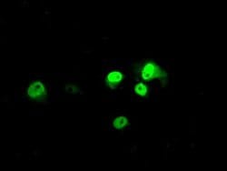BMAL1 Monoclonal Antibody (OTI3G9), Invitrogen 100 &mu;L; Unconjugated:Antibodies,