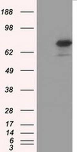 BMAL1 Monoclonal Antibody (OTI3G9), Invitrogen 100 &mu;L; Unconjugated:Antibodies,