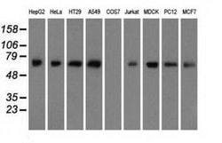 BMAL1 Monoclonal Antibody (OTI3G9), Invitrogen 100 &mu;L; Unconjugated:Antibodies,