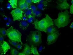 Invitrogen NXNL2 Monoclonal Antibody (OTI2H8) 100 &mu;L | Buy Online | Invitrogen&trade; | Fisher Scientific