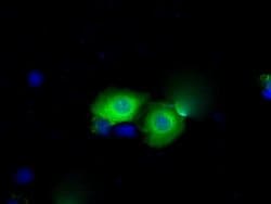 Invitrogen BDH2 Monoclonal Antibody (OTI2G1) 100 &mu;L; Unconjugated:Antibodies,