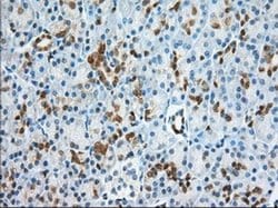 Invitrogen BDH2 Monoclonal Antibody (OTI2G1) 100 &mu;L; Unconjugated:Antibodies,