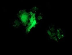 Invitrogen FHL1 Monoclonal Antibody (OTI3G7) 100 &mu;L; Unconjugated:Antibodies,