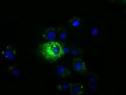 Invitrogen MPP3 Monoclonal Antibody (OTI8B11) 100 &mu;L; Unconjugated:Antibodies,