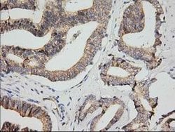 Invitrogen MPP3 Monoclonal Antibody (OTI8B11) 100 &mu;L; Unconjugated:Antibodies,