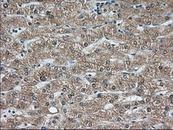 Invitrogen C9orf41 Monoclonal Antibody (OTI4B7) 100 &mu;L | Buy Online | Invitrogen&trade; | Fisher Scientific