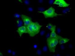 Invitrogen GRASP65 Monoclonal Antibody (OTI5G8) 100 &mu;L; Unconjugated:Antibodies,