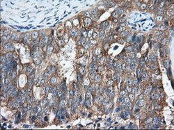 Invitrogen GRASP65 Monoclonal Antibody (OTI5G8) 100 &mu;L; Unconjugated:Antibodies,