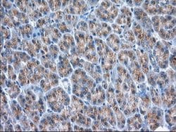 Invitrogen GRASP65 Monoclonal Antibody (OTI5G8) 100 &mu;L; Unconjugated:Antibodies,