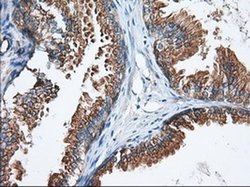 Invitrogen GRASP65 Monoclonal Antibody (OTI5G8) 100 &mu;L; Unconjugated:Antibodies,