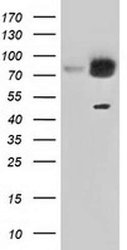 Invitrogen GRASP65 Monoclonal Antibody (OTI5G8) 100 &mu;L; Unconjugated:Antibodies,