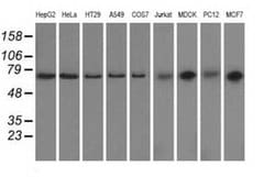 Invitrogen GRASP65 Monoclonal Antibody (OTI5G8) 100 &mu;L; Unconjugated:Antibodies,