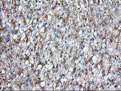 Invitrogen HID1 Monoclonal Antibody (OTI2F4) 100 &mu;L; Unconjugated:Antibodies,