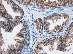 Invitrogen HID1 Monoclonal Antibody (OTI2F4) 100 &mu;L; Unconjugated:Antibodies,