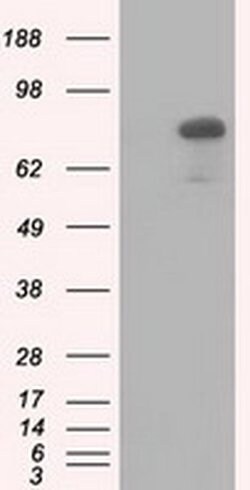 Invitrogen HID1 Monoclonal Antibody (OTI2F4) 100 &mu;L; Unconjugated:Antibodies,