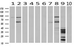 Invitrogen HID1 Monoclonal Antibody (OTI2F4) 100 &mu;L; Unconjugated:Antibodies,