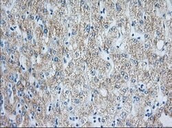 Invitrogen HIBCH Monoclonal Antibody (OTI3H5) 100 μL; Unconjugated:Antibodies,