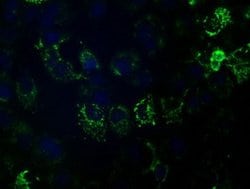 Invitrogen HIBCH Monoclonal Antibody (OTI1C7) 100 &mu;L; Unconjugated:Antibodies,