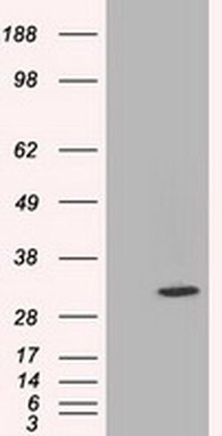 Invitrogen C21orf59 Monoclonal Antibody (OTI2E5) 100 &mu;L; Unconjugated:Antibodies,