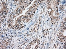 Invitrogen GRASP65 Monoclonal Antibody (OTI5C5) 100 &mu;L; Unconjugated:Antibodies,