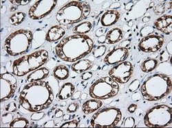 Invitrogen GRASP65 Monoclonal Antibody (OTI5C5) 100 &mu;L; Unconjugated:Antibodies,