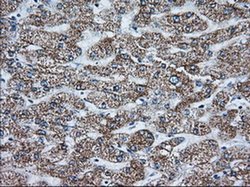 Invitrogen GRASP65 Monoclonal Antibody (OTI5C5) 100 &mu;L; Unconjugated:Antibodies,