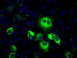 Invitrogen Thromboxane synthase Monoclonal Antibody (OTI2C1) 100 &mu;L;