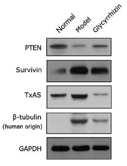 Invitrogen Thromboxane synthase Monoclonal Antibody (OTI2C1) 100 &mu;L;