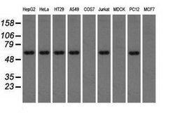 Invitrogen Thromboxane synthase Monoclonal Antibody (OTI2C1) 100 &mu;L;