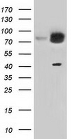 Invitrogen KBTBD7 Monoclonal Antibody (OTI1G3) 100 &mu;L; Unconjugated:Antibodies,