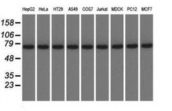 Invitrogen KBTBD7 Monoclonal Antibody (OTI1G3) 100 &mu;L; Unconjugated:Antibodies,