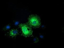 Invitrogen Ephrin A2 Monoclonal Antibody (OTI3E3) 100 &mu;L; Unconjugated:Antibodies,