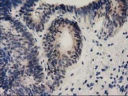 Invitrogen Ephrin A2 Monoclonal Antibody (OTI3E3) 100 &mu;L; Unconjugated:Antibodies,