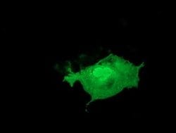 Invitrogen LIN7B Monoclonal Antibody (OTI1G1) 100 &mu;L; Unconjugated:Antibodies,