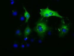 Invitrogen PAICS Monoclonal Antibody (OTI1B4) 100 &mu;L; Unconjugated:Antibodies,