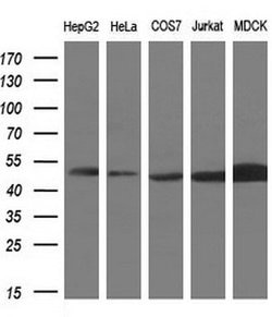 Invitrogen PAICS Monoclonal Antibody (OTI1B4) 100 &mu;L; Unconjugated:Antibodies,