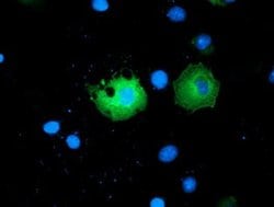 Invitrogen PAICS Monoclonal Antibody (OTI8A1) 100 &mu;L; Unconjugated:Antibodies,