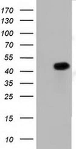 Invitrogen PAICS Monoclonal Antibody (OTI8A1) 100 &mu;L; Unconjugated:Antibodies,