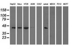 Invitrogen PAICS Monoclonal Antibody (OTI8A1) 100 &mu;L; Unconjugated:Antibodies,