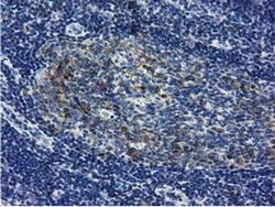 Invitrogen LIN7B Monoclonal Antibody (OTI1C9) 100 &mu;L; Unconjugated:Antibodies,