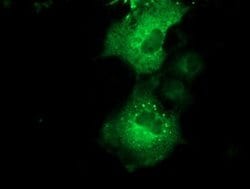 Invitrogen QPRT Monoclonal Antibody (OTI4E5) 100 &mu;L; Unconjugated:Antibodies,