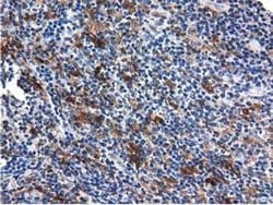 Invitrogen QPRT Monoclonal Antibody (OTI1C10) 100 &mu;L; Unconjugated:Antibodies,