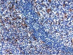 Invitrogen QPRT Monoclonal Antibody (OTI1C10) 100 &mu;L; Unconjugated:Antibodies,