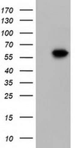Invitrogen KLHL2 Monoclonal Antibody (OTI6D8) 100 &mu;L | Buy Online | Invitrogen&trade; | Fisher Scientific